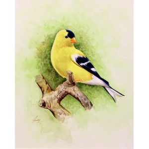 S. A. Noory, Goldfinch, 08 x 10 Inch, Watercolor on Paper, AC-SAN-020